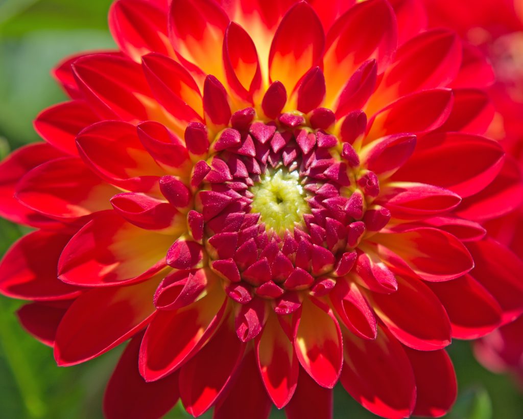 all the colors in a dahlia