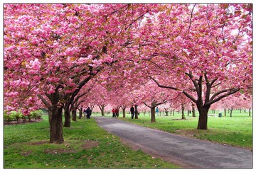 Cherry Blossoms at the Brooklyn Botanic Garden