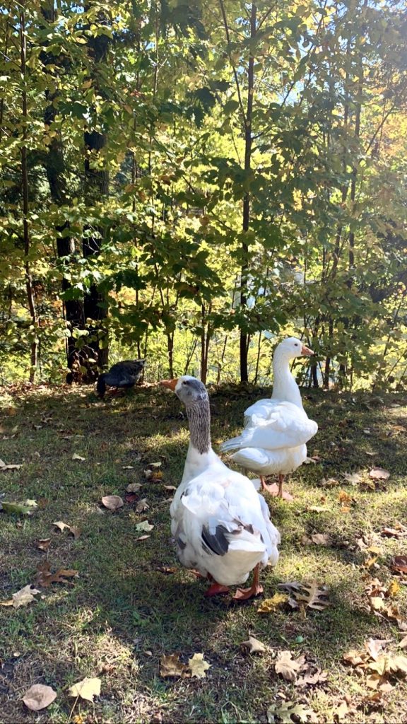 Friendly Geese at Buttermilk Falls