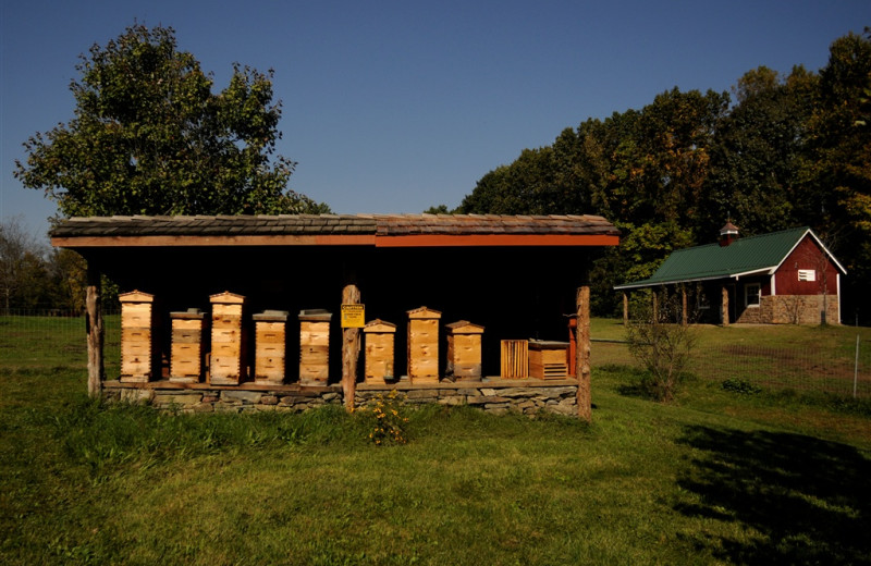 Bees at Buttermilk Inn and Spa
